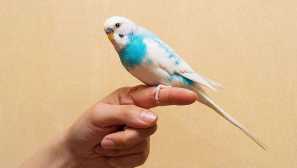 Naučte sa zvlnený papagáj, aby ste sa dostali do ruky